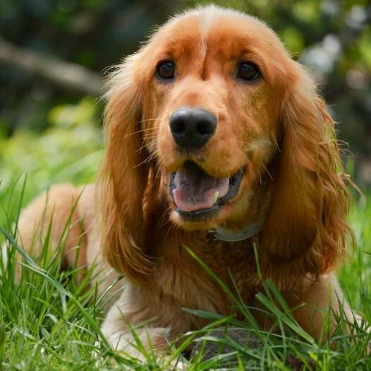 Female cocker hot sale spaniel